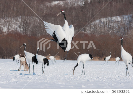 Intimidation Intimidation 56893291