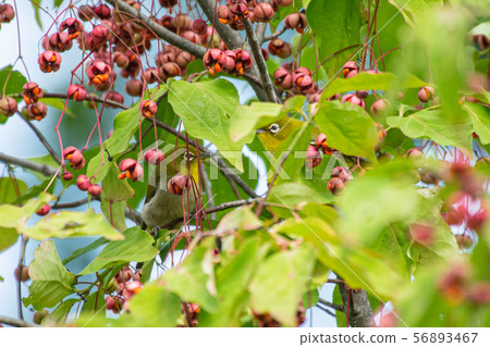 White-eye 4 56893467