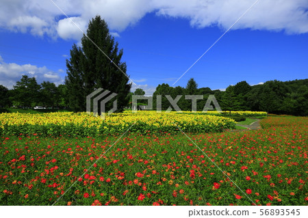 Sunflower field in Gosho Lake Regional Park 56893545