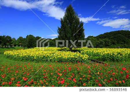 Sunflower field in Gosho Lake Regional Park 56893546