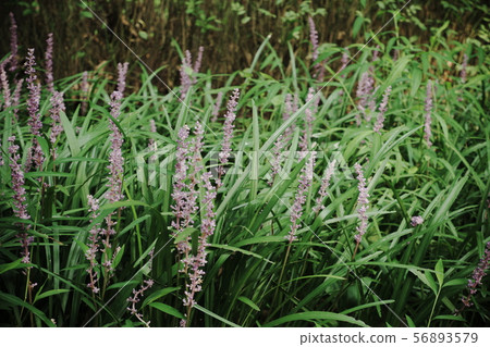 Park wildflowers Park wildflowers 56893579