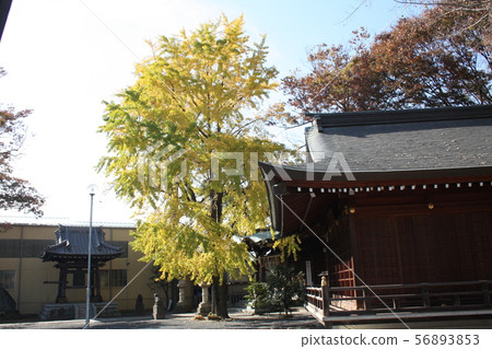 冰川神社銀杏大樹1 56893853