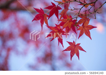 Autumn leaves of Tenryuji Temple 56894140