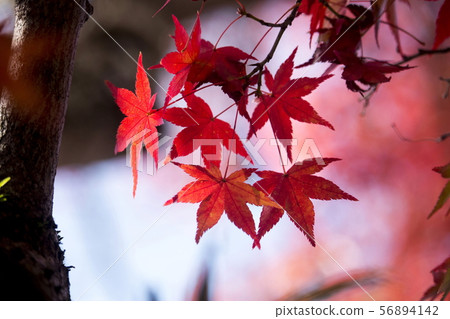 Autumn leaves of Tenryuji Temple 56894142