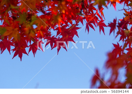 Autumn leaves of Tenryuji Temple 56894144