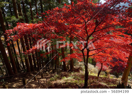 在Oyama山行跡入口的石步旁邊的秋葉 在Oyama山行跡入口的石步旁邊的秋葉 56894199