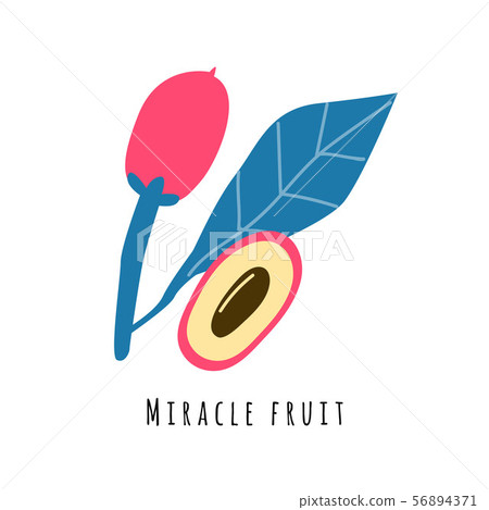 Miracle fruit flat vector illustration 56894371