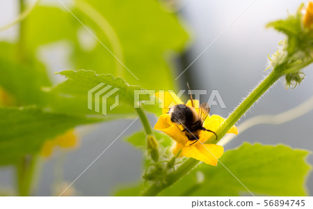 Busy bee spreading pollen on yellow flower. Busy bee spreading pollen on yellow flower. 56894745