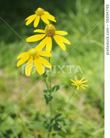 Great Hansong which blooms vigorously in the summer of Tateshina Great Hansong which blooms vigorously in the summer of Tateshina 56894748