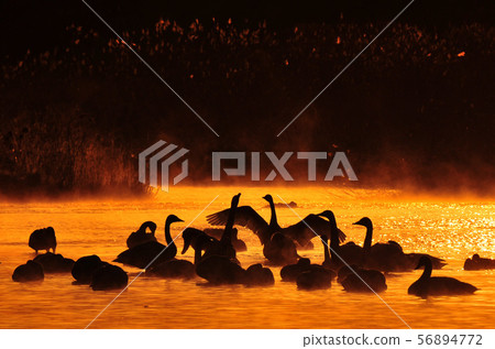 Abukuma River morning glory 56894772