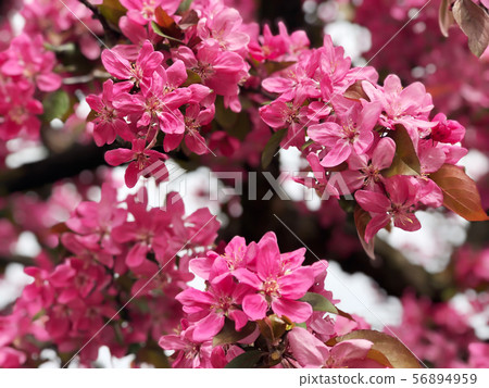 pink apple flowers on tree 56894959