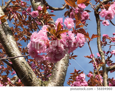 Beautiful camellia flowers on tree with blue sky 56894960