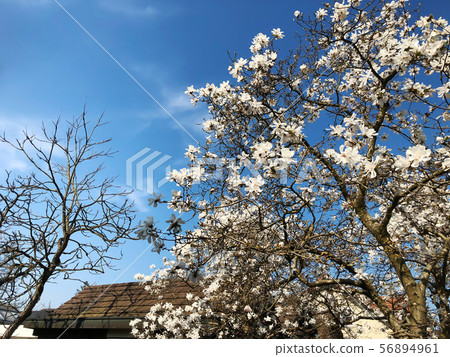 Magnolia tree blossom and blue sky 56894961