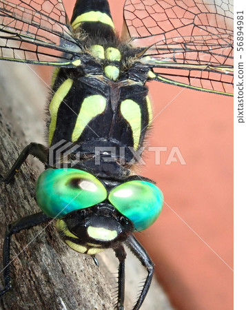 蜻蜓眼鏡是飛行在藍天的淺蘭的玻璃 蜻蜓眼鏡是飛行在藍天的淺蘭的玻璃 56894981