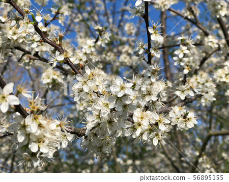Prunus spinosa or blackthorn or sloe Prunus spinosa or blackthorn or sloe 56895155