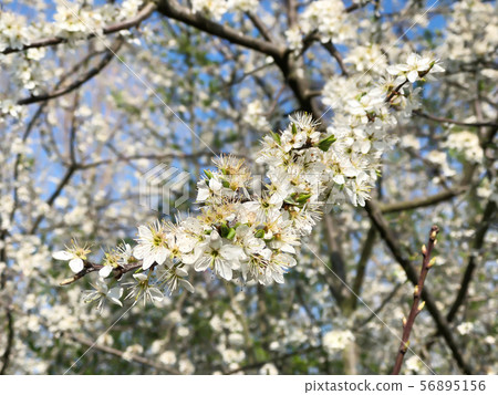 Prunus spinosa or blackthorn or sloe Prunus spinosa or blackthorn or sloe 56895156