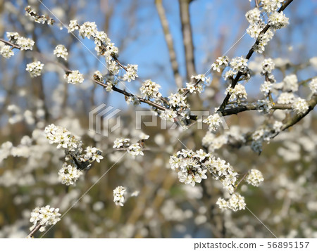 Prunus spinosa or blackthorn or sloe Prunus spinosa or blackthorn or sloe 56895157