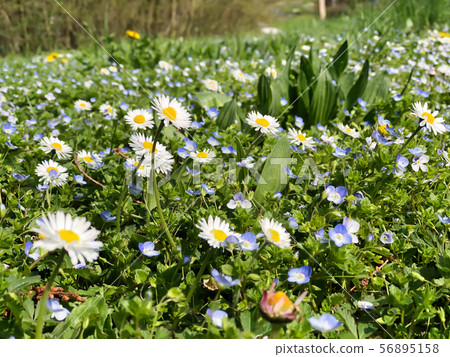 Many kind of little blue flower in the meadow 56895158