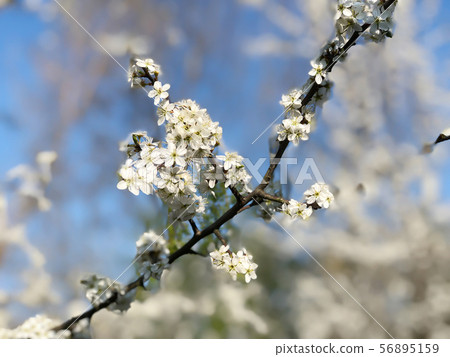 Prunus spinosa or blackthorn or sloe Prunus spinosa or blackthorn or sloe 56895159