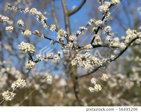 Prunus spinosa or blackthorn or sloe 56895206