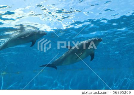 A dolphin photographed at an aquarium. 56895209