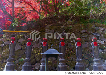 Autumn leaves and Jizo at Daisenji Temple in Isehara City, Kanagawa Prefecture 56895227