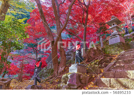 Autumn leaves and stone buddha on the stone steps of Daisenji in Isehara City, Kanagawa Prefecture 56895233