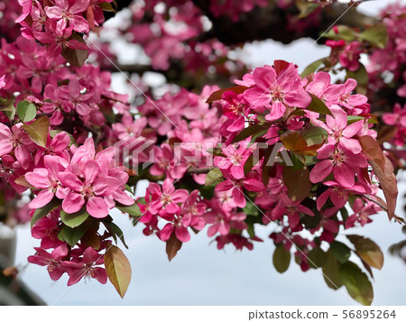 pink apple flowers on tree 56895264