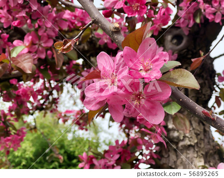 pink apple flowers on tree pink apple flowers on tree 56895265