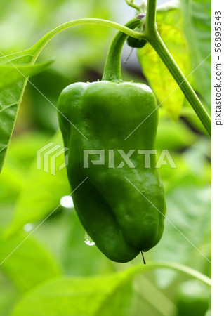 Sweet pepper growing Yami Town, Fukushima Prefecture Sweet pepper growing Yami Town, Fukushima Prefecture 56895543