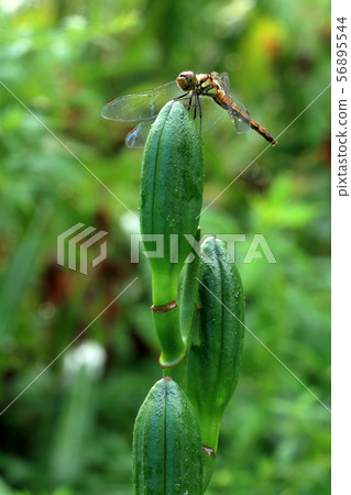 Red-tailed dragonfly in Tadami, Fukushima Prefecture 56895544