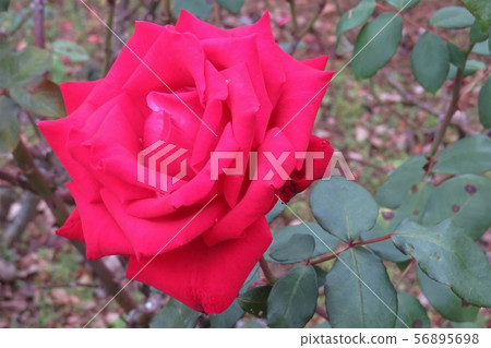 Rose Christian Dior Rose Christian Dior 56895698