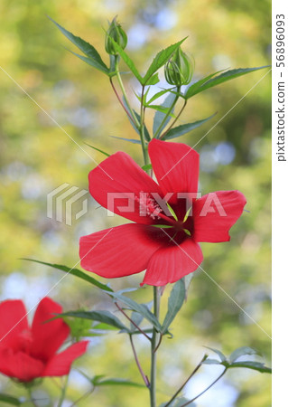 Red American Fuyou 56896093