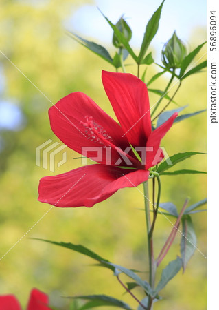 Red American Fuyou 56896094