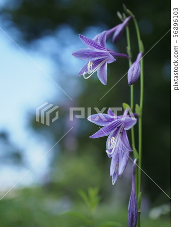 仲夏Tateshina是一個很酷的地方 仲夏Tateshina是一個很酷的地方 56896103