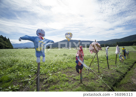 Hot air balloon and soba field 56896313