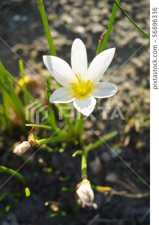 Thamas Dale 56896336