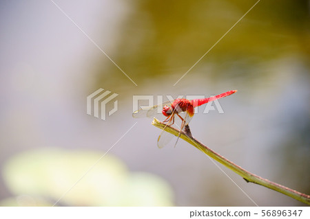 水邊紅蜻蜓8 56896347