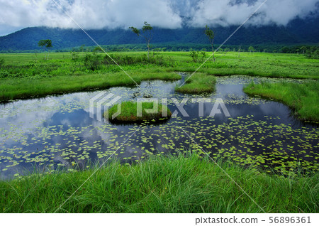 At summer Ozegahara 56896361