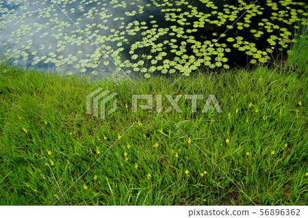 在夏天Ozegahara 56896362