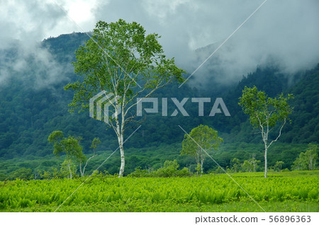 At summer Ozegahara 56896363