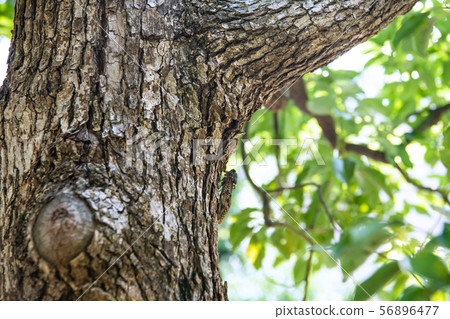 Yokohama cityscape in Japan Semi in the city = Yokohama city Yokohama cityscape in Japan Semi in the city = Yokohama city 56896477