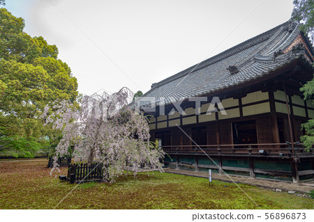 Kyoto Seirin-in Temple and front yard 56896873