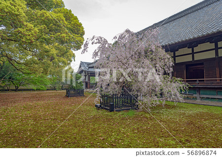 Kyoto Seirin-in Temple and front yard 56896874