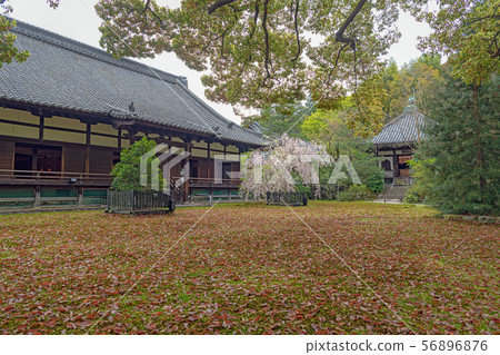Kyoto Seirin-in Temple and front yard Kyoto Seirin-in Temple and front yard 56896876