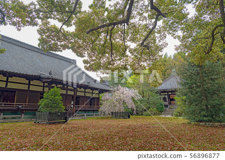 Kyoto Seirin-in Temple and front yard 56896877