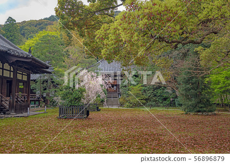 京都Seirin-in寺廟和前院 56896879