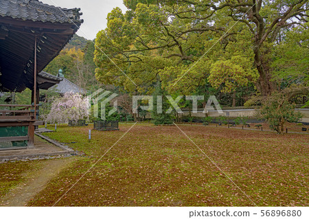 Kyoto Seirin-in Temple and front yard 56896880