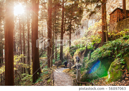 Yonsunmichi path in pine forest at Yamadera 56897063