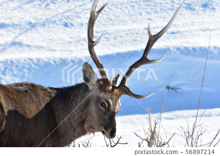 這是一個很棒的角落 56897214